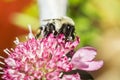 Bumblebee Pollinating Scabiosa - Pincushion Flower
