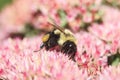 Bumblebee Pollinating Sedum Royalty Free Stock Photo