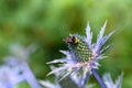 Bumblebee pollinating the thistle like blue flower of a Sea Holly plant blooming in a summer garden Royalty Free Stock Photo