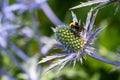 Bumblebee pollinating the thistle like blue flower of a Sea Holly plant blooming in a summer garden Royalty Free Stock Photo