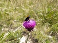 A bumblebee pollinating a violet flower