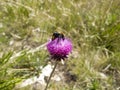 A bumblebee pollinating a violet flower