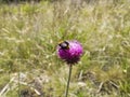 A bumblebee pollinating a violet flower