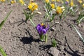 Bumblebee pollinating violet flower of crocus in April