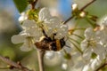Bumblebee pollinating white apple flowers
