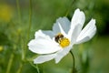 Bumblebee pollinating a white cosmos flower, macro Royalty Free Stock Photo