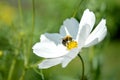 Bumblebee pollinating a white cosmos flower, macro Royalty Free Stock Photo