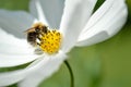 Bumblebee pollinating a white cosmos flower, macro Royalty Free Stock Photo