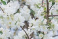 Bumblebee pollinating white flowers and buds of garden apple tree Royalty Free Stock Photo