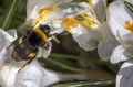 Bumblebee pollinating a withered white flowers of saffron ,the concept of growing spices Royalty Free Stock Photo