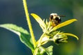 Bumblebee pollinating a yellow wild flower in August Royalty Free Stock Photo