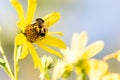 Bumblebee pollinating a yellow wild flower in August Royalty Free Stock Photo