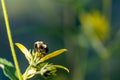 Bumblebee pollinating a yellow wild flower in August Royalty Free Stock Photo