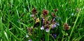 Bumblebee, pollination, flowers, grass, summer