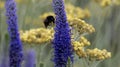 Bumblebee pollination Royalty Free Stock Photo