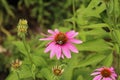 A Bumblebee pollingating a Purple Coneflower in a summer garden Royalty Free Stock Photo