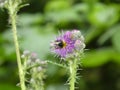 Bumblebee on the purple blossom of a thistle