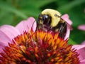 Bumblebee on Purple Coneflower Royalty Free Stock Photo