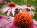 Bumblebee on Purple Coneflower Royalty Free Stock Photo