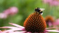 A bumblebee on a purple coneflower Royalty Free Stock Photo