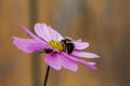 Bumblebee on a Purple Cosmos Flower Royalty Free Stock Photo