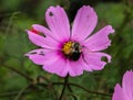 Bumblebee on a Purple Cosmos Flower Royalty Free Stock Photo