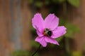 Bumblebee on Purple Cosmos Flower Royalty Free Stock Photo