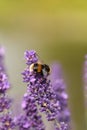 Bumblebee on purple flower