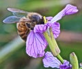 Bumblebee purple flower