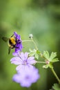 Bumblebee on purple flower