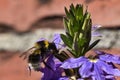 Bumblebee on Purple Flower