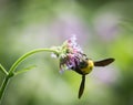 Bumblebee on purple flower Royalty Free Stock Photo
