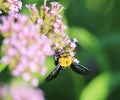 Bumblebee on purple flower Royalty Free Stock Photo