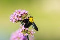 Bumblebee on purple flower Royalty Free Stock Photo