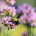 Bumblebee on purple flower Royalty Free Stock Photo