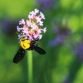 Bumblebee on purple flower