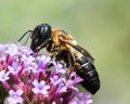 Bumblebee on Purple Flower III Royalty Free Stock Photo