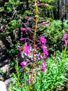 Bumblebee on Purple Stock Slower in Uintah Mountains Utah America USA