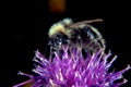 Bumblebee up close