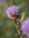 Bumblebee on a purple thistle flower Royalty Free Stock Photo