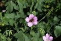 A bumblebee on a purple wildflower