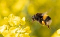 Bumblebee on a rapeseed flower. Collects nectar