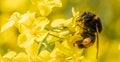 Bumblebee on a rapeseed flower. Collects nectar