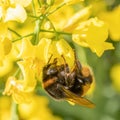 Bumblebee on a rapeseed flower. Collects nectar