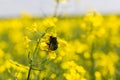 A bumblebee on the rapeseed flower in the sunny weather in sammer. Yellow rapeseed field and picturesque sky