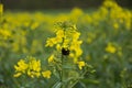 Bumblebee on rapeseed plant