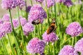 Bumblebee and red admiral butterfly on chive blossoms, macro Royalty Free Stock Photo