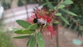 Bumblebee on red bottlebrush flower in bloom - nature and pollination concept. Callistemon Royalty Free Stock Photo