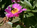 Bumblebee on red Chinese peonie Royalty Free Stock Photo