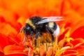 Bumblebee on red flower, macro shot Royalty Free Stock Photo